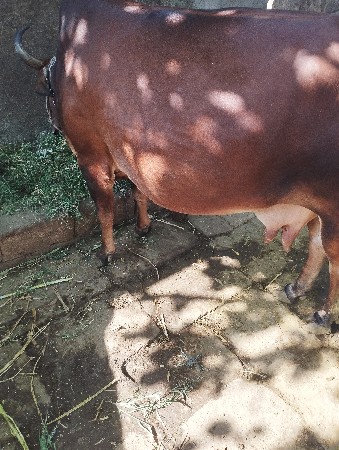 3 ગાય દેવની છે