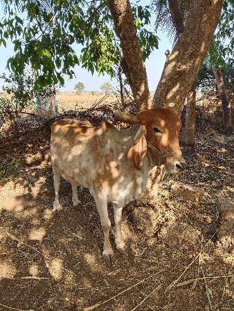 ગાય વેચવાની છે