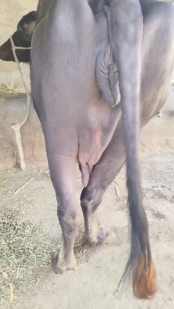 थंबनेल 3