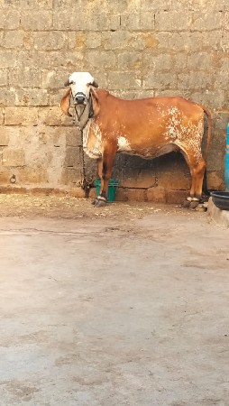 ગાય વેચવાની છે