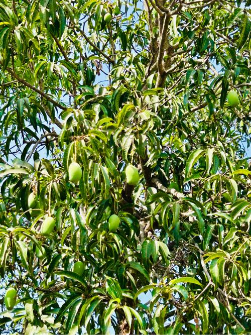 Mendarda ane visavadar ma kyay pan amba no bagicho leva mate call karo