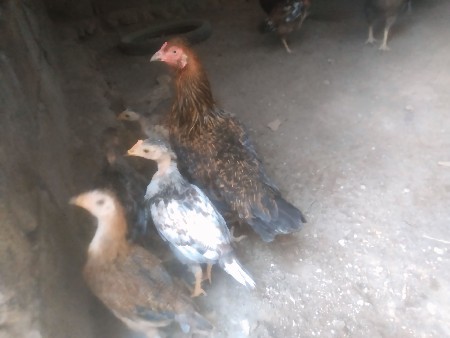 થંબનેલ 2