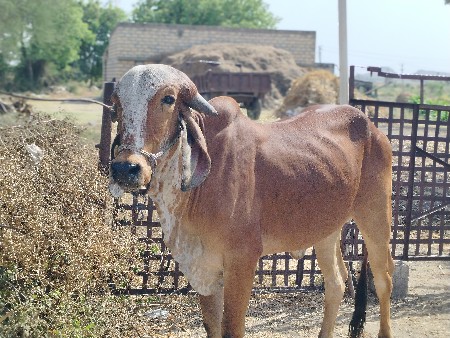 2 વોડકીઓ