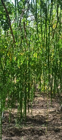 શરધવાનુબીજ