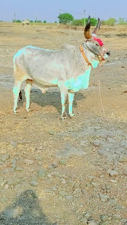 थंबनेल 3