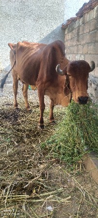 બળદ વેચવાના છે