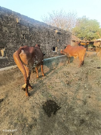 थंबनेल 2