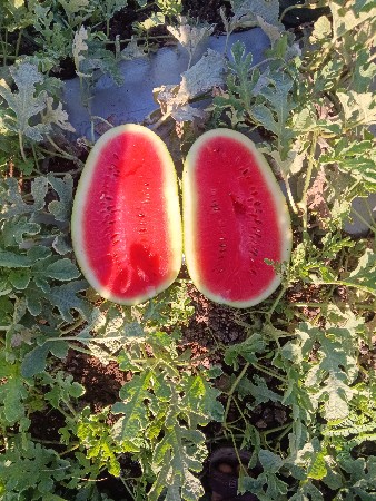 થંબનેલ 3