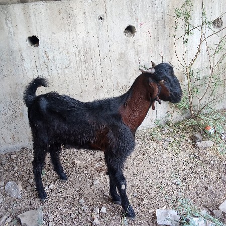 3 બોકડા વેચવાના છે