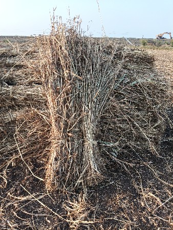 જુવાર ની નીરણ વેચવાની છે