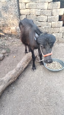 પાડી વેચવાની છે