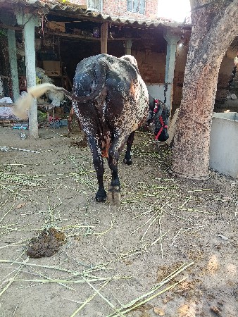 થંબનેલ 2