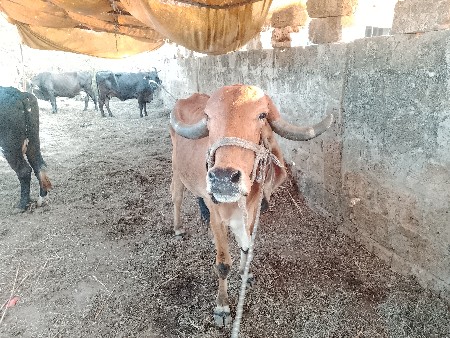 थंबनेल 3