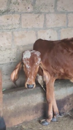 ગીર વાછડયુ