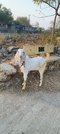 Aa bakri vech va ne che