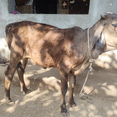 थंबनेल 3