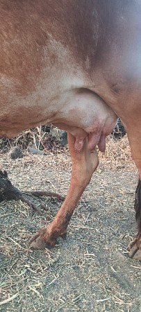 ગાય વેચવાની છેં
