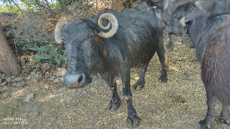 આ ભેંસ વેચવાની છે