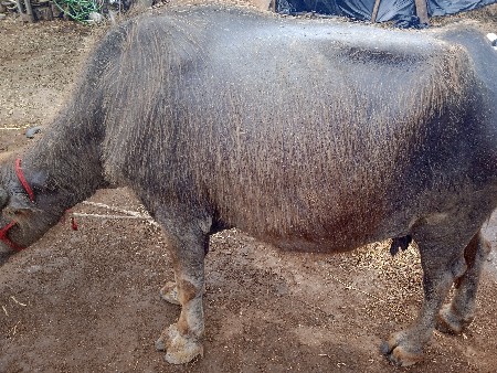 थंबनेल 3