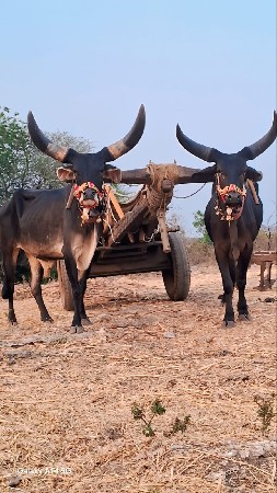 બળધવેચવાનાછેફુલજવાબદારીથીદેવાનાછ