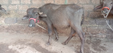 બે પાડી વેશવાનીશે