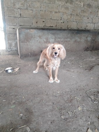 પપીની ફિમેલ આપવાની છે