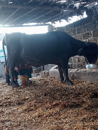 વેસવાની છે