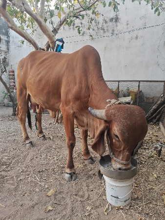 थंबनेल 2