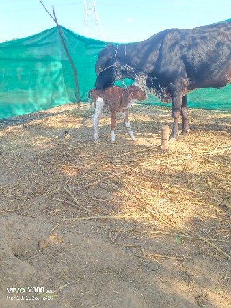 थंबनेल 2