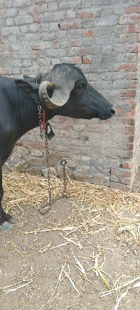 ખડેલી 3 વર્ષ છે 1મહિનો થઈ ઇ