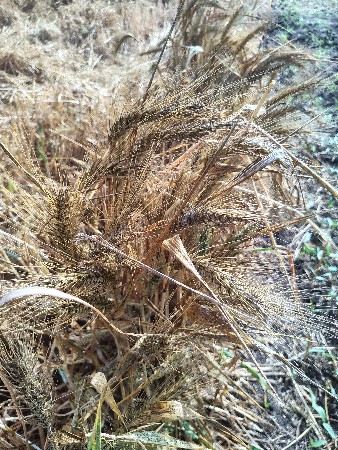 શ્રીરામ ના ઘઉં બિયારણ માટે