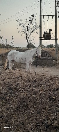 ઘોડી વેચવાની છે
