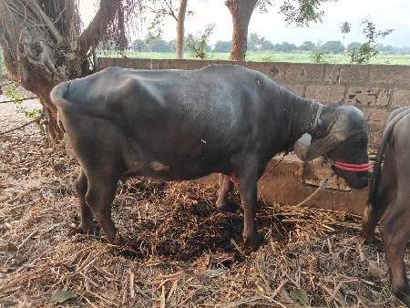 વેશવાની