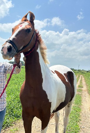 ઘોડી વેચવાની છે