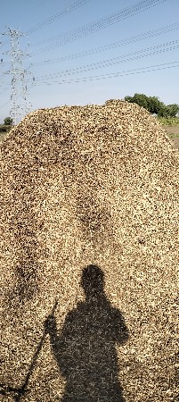 માંડવીનો ભૂકો (સૂકો પાલો)