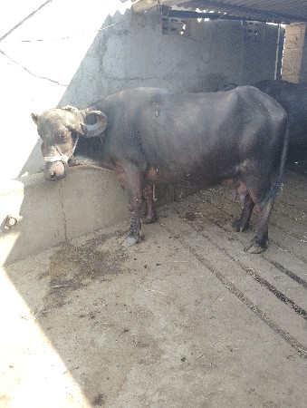 थंबनेल 3