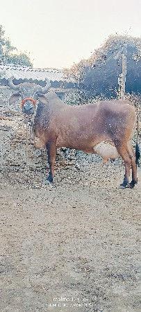 थंबनेल 5