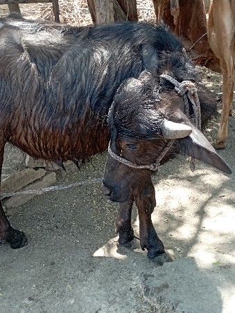 કુતિયાણા પોરબંદર બે વર્ષનો પાડો છે