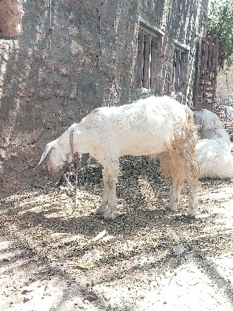 બે બકરા વેચવાના છે