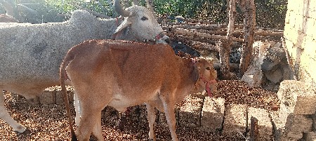 નવ મહિનાની છે