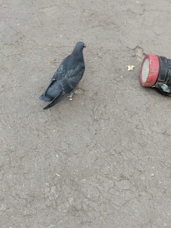 બે જોડી  એક પઠુ કુલ  પાંચ