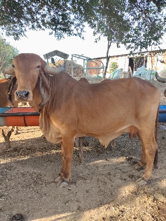 થંબનેલ 3