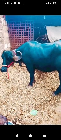 આ ભેંસ વેચવાની છે