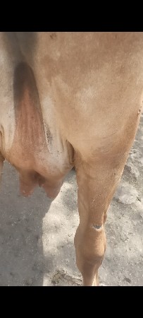 ત્રીજુ. શેરને. છે