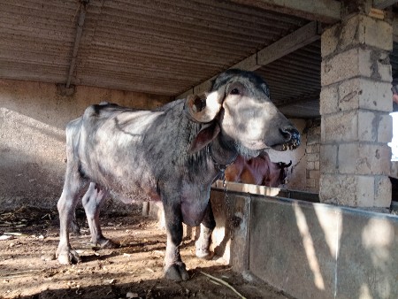 ભેંસ વેચવાની છે