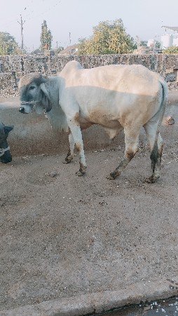 37નંબર બુલ