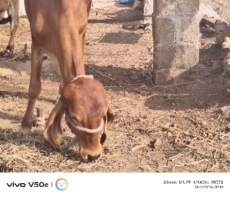 સોન કપિલા હોડકી વેચવાની અઢી વર્ષની