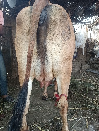 દેશી ગાય