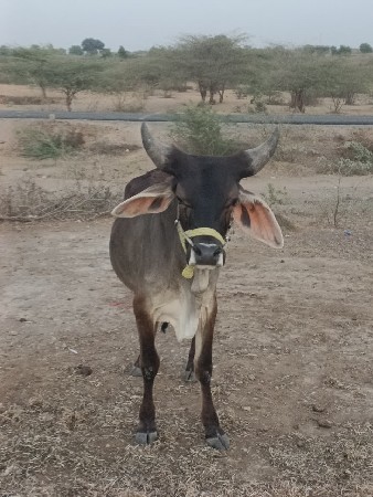 થંબનેલ 3