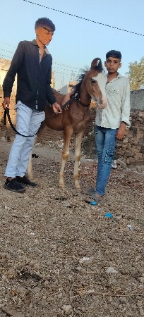 થંબનેલ 3